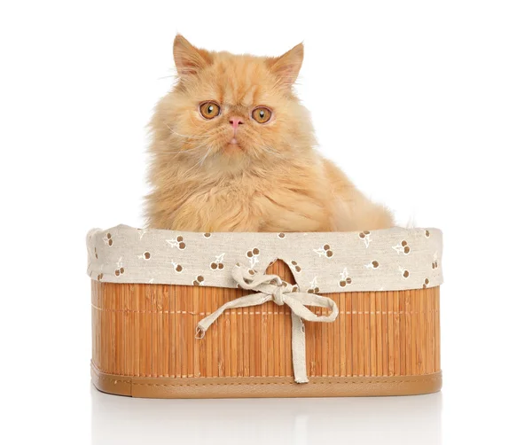 Persische Katze im Korb — Stockfoto