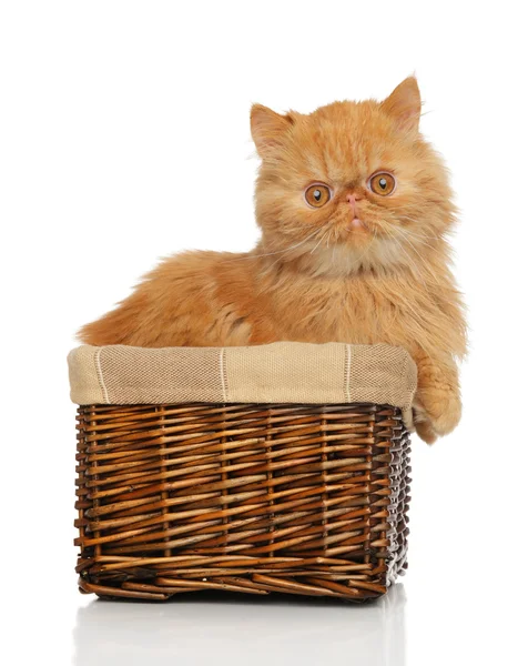 Ginger Persian cat — Stock Photo, Image