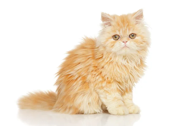 Young Persian cat — Stock Photo, Image