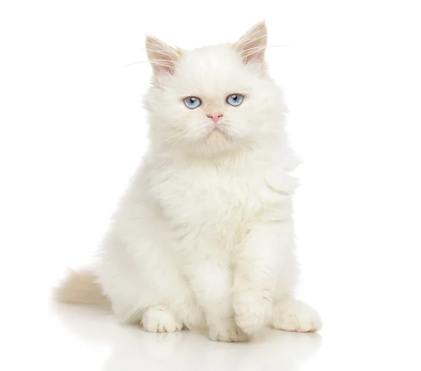 White cat Stock Photos, Royalty Free White cat Images | Depositphotos
