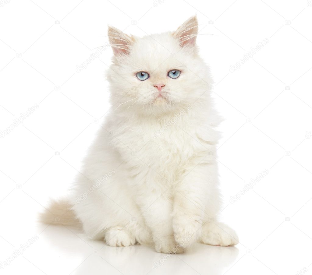Persian cats on white background