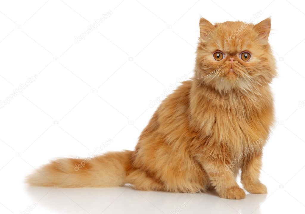 Ginger Persian cat