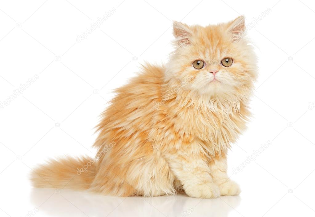 Young Persian cat