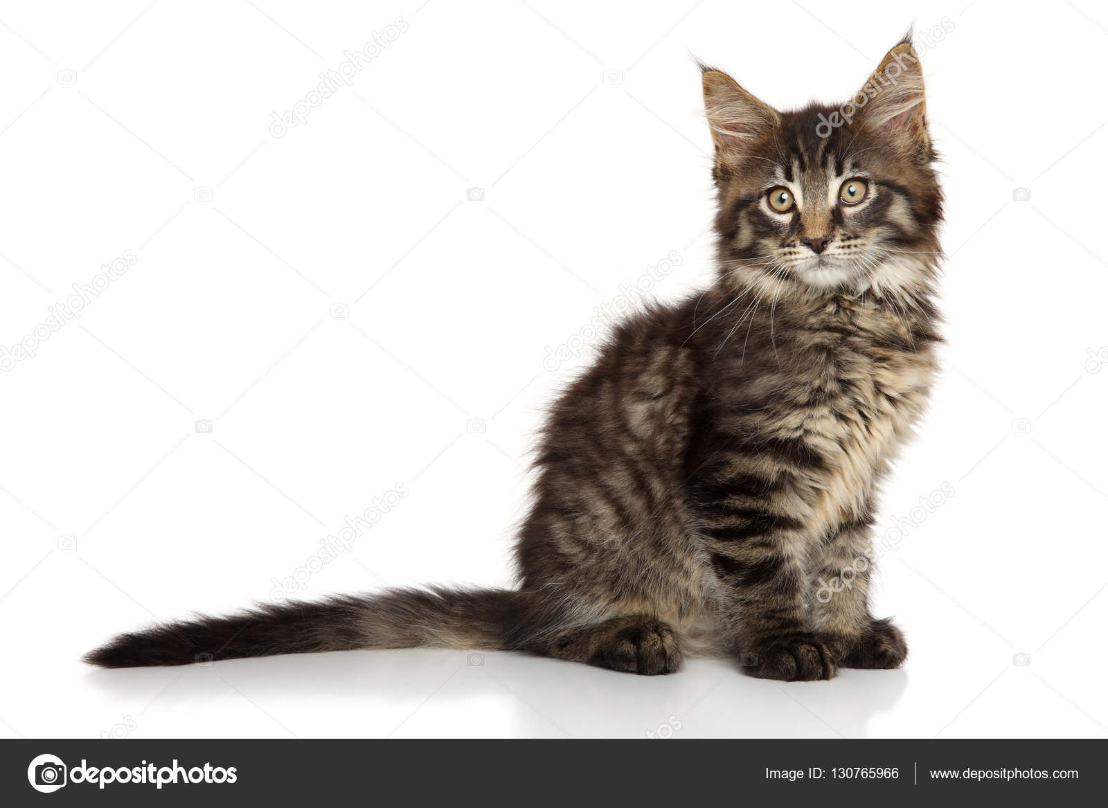 Piękny Maine Coon Kot Biały Zdjęcie Stockowe Fotojagodka 130765966