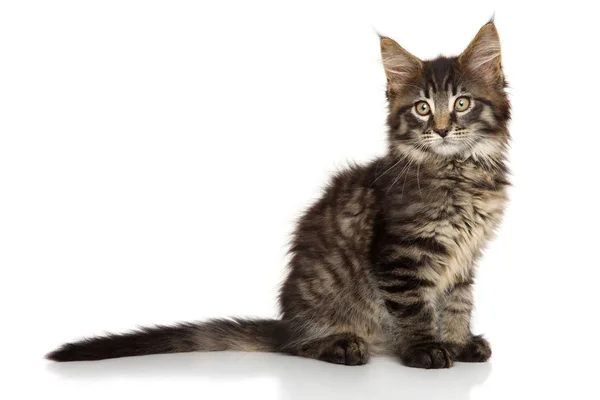 Belle chatte maine coon sur blanc — Photo