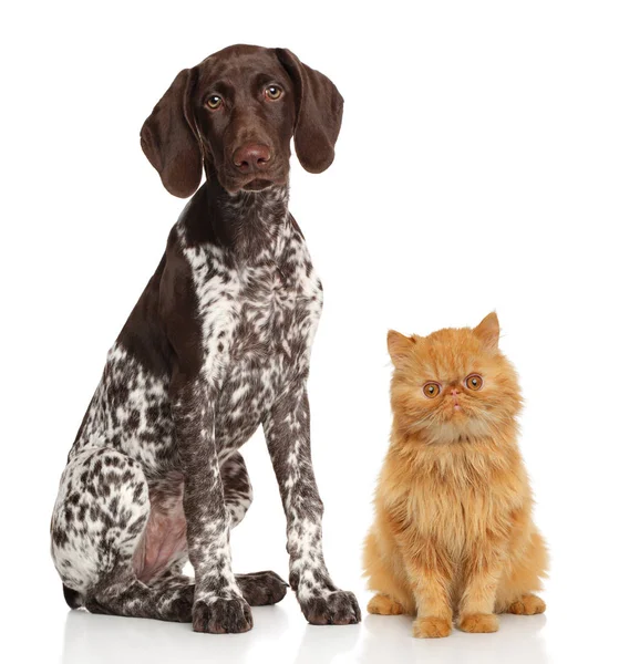 Katze und Hund auf weißem Hintergrund — Stockfoto