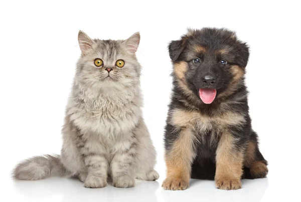 Kedi ve köpek birlikte. — Stok fotoğraf