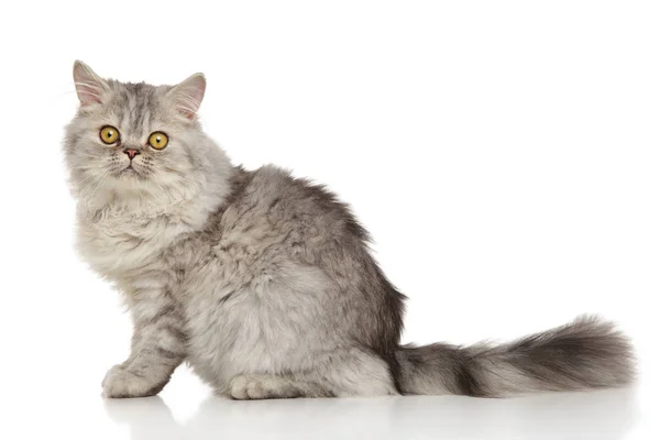 Grå persisk katt — Stockfoto