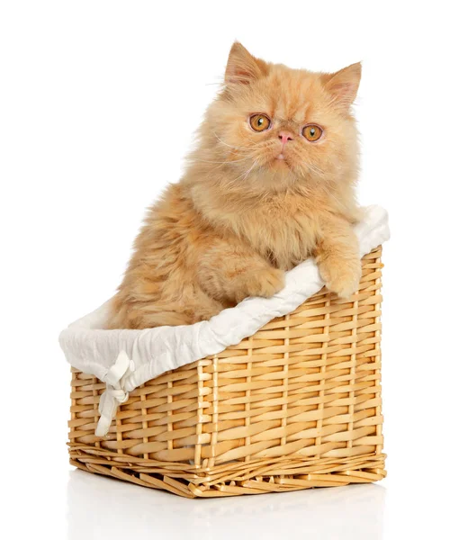 Persian cat in basket — Stock Photo, Image