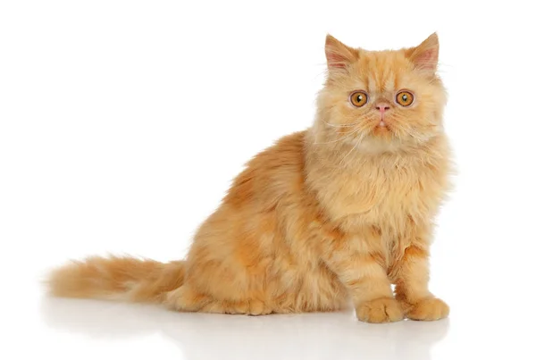 Ginger Persian cat — Stock Photo, Image