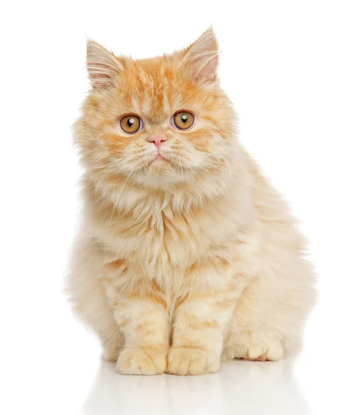 Персидский кот на белом фоне — стоковое фото