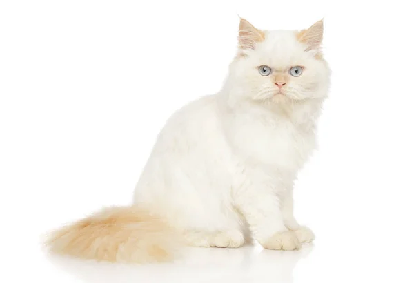 Bílá perská kočka — Stock fotografie