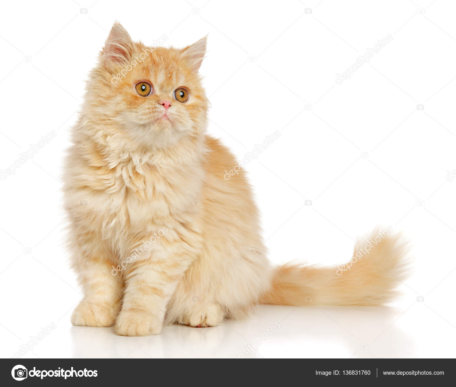 Perserkatze auf weiß – Stockfoto © FotoJagodka #136831760, image size:1600x1356
