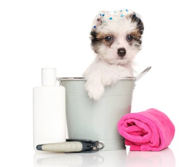 Çince Tepeli Köpek yavrusu bir banyo sonra