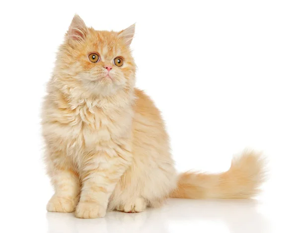 Персидский кот на белом — стоковое фото