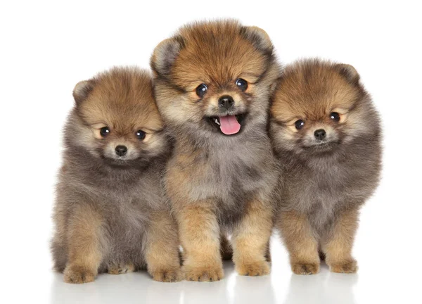 Filhotes de cachorro Spitz felizes — Fotografia de Stock