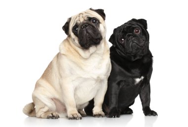 Two pugs. Portrait on white background clipart