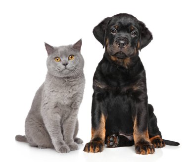 Kedi ve köpek beyaz arka plan önünde