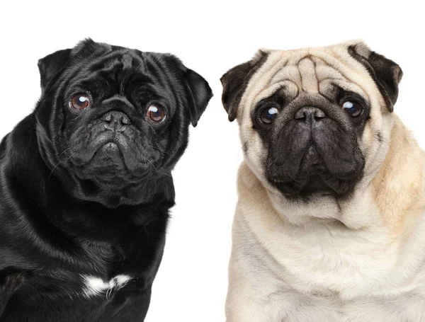 Dos pugs. Retrato sobre fondo blanco — Foto de Stock