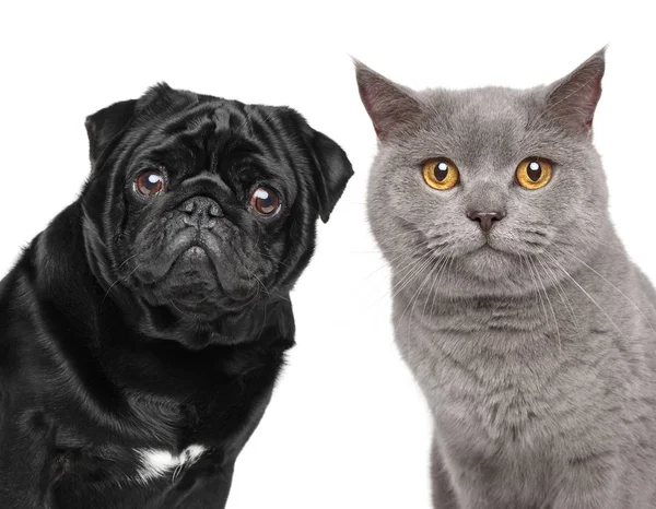Katze und Hund zusammen — Stockfoto