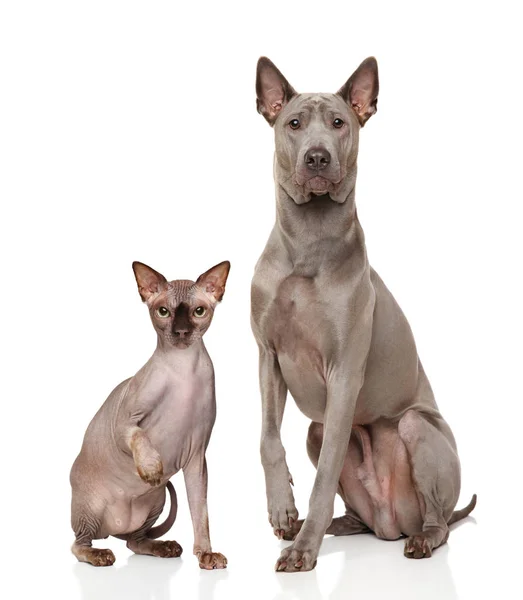 Gato e cão na frente do fundo branco — Fotografia de Stock