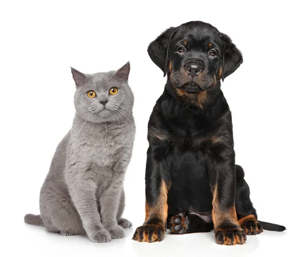 Gato e cão na frente do fundo branco — Fotografia de Stock