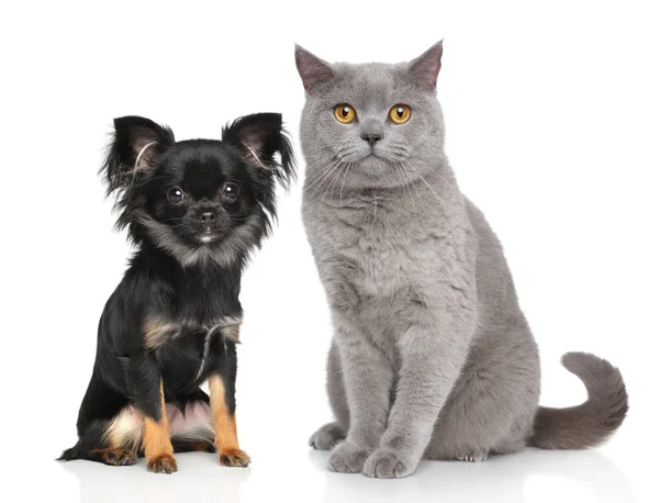 Katt och hund — Stockfoto