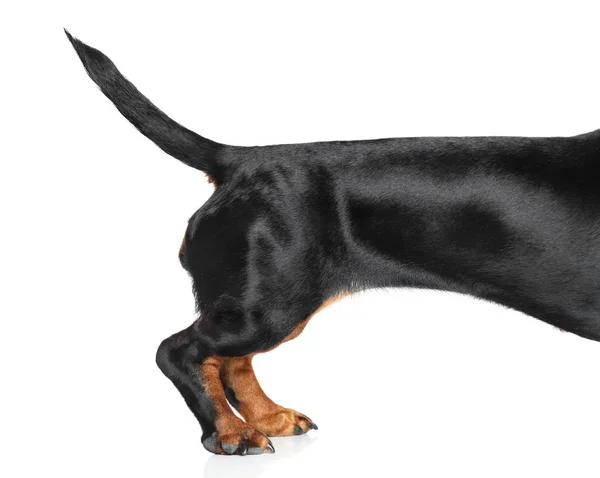 Tail Dachshund on white background — Stock Photo, Image