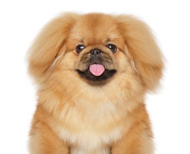 Beyaz arka plan üzerinde fino köpeği