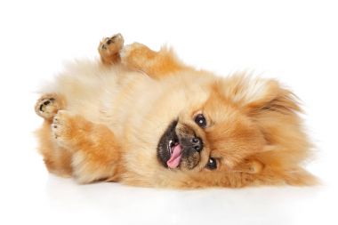 Fino köpeği yalan