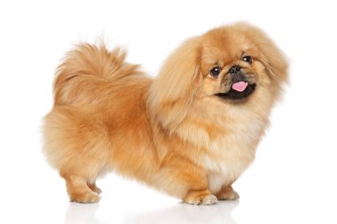 Fino köpeği standı