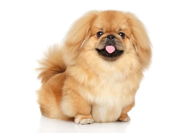 Pekingees gelukkige hond — Stockfoto