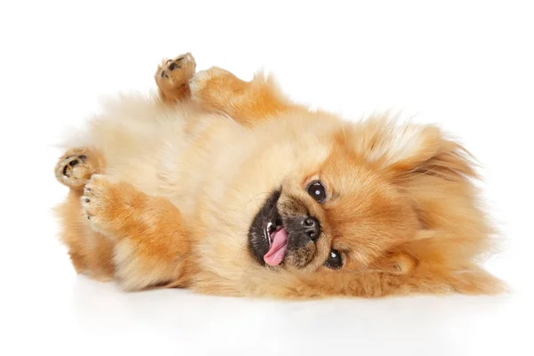 Pekingese dog lying — Stock Photo, Image