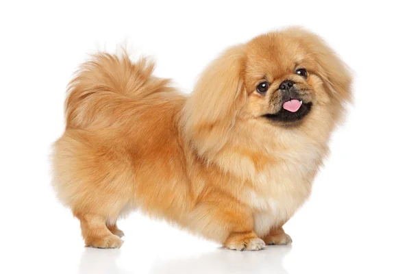 스탠드에 Pekingese 개 — 스톡 사진