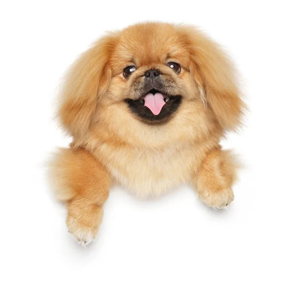 Cão pekingese acima do banner — Fotografia de Stock