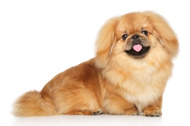 Mutlu fino köpeği