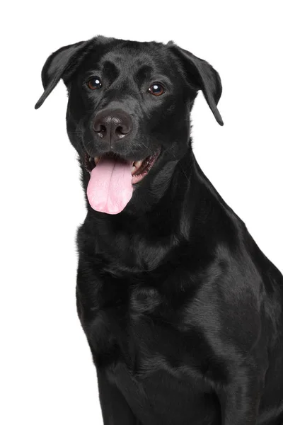 Закри Чорний лабрадор собака — стокове фото
