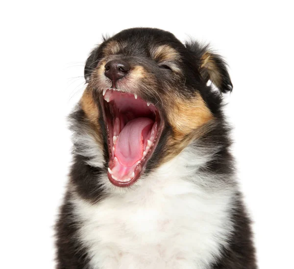 Shetland sheepdog pup geeuw — Stockfoto