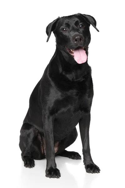 Happy Labrador dog — Stock Photo, Image