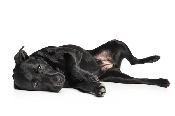 Fekete labrador kutya — Stock Fotó