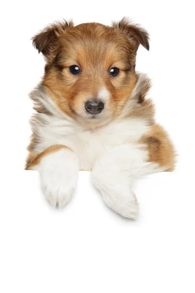 Shetland sheepdog puppy above banner — Stock Photo, Image