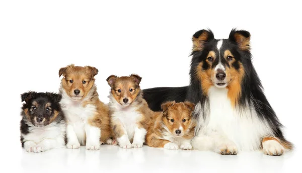 Famiglia di cani da pastore delle Shetland — Foto Stock