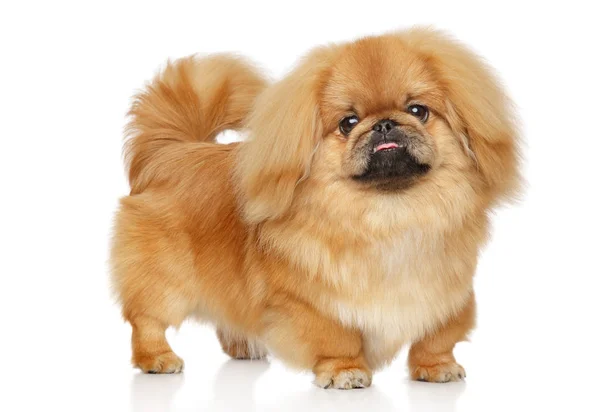 Perro pekinés en un bacground blanco — Foto de Stock