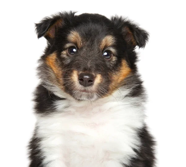 Shetland Sheepdog on a white background Royalty Free Stock Photos