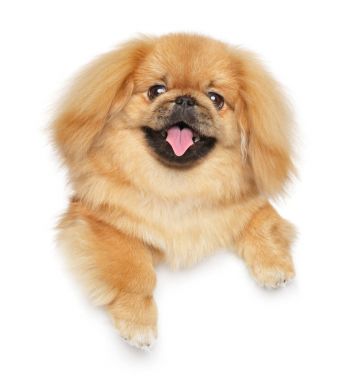 Afiş yukarıda fino köpeği