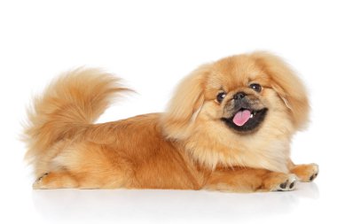 Beyaz arka plan önünde fino köpeği