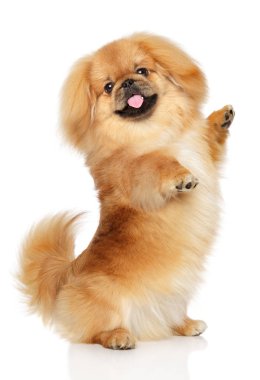 Beyaz arka plan önünde fino köpeği