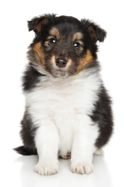 Shetland sheepdog valp på vit bakgrund — Stockfoto