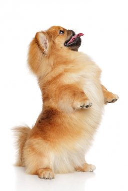 Beyaz arka plan önünde fino köpeği