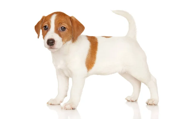 Jack Russell terrier on white — Stock Photo, Image